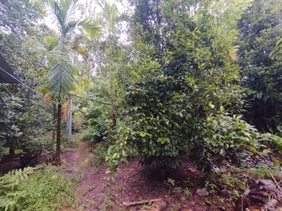 Agricultural Land For Sale