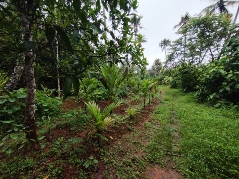Agricultural Land For Sale
