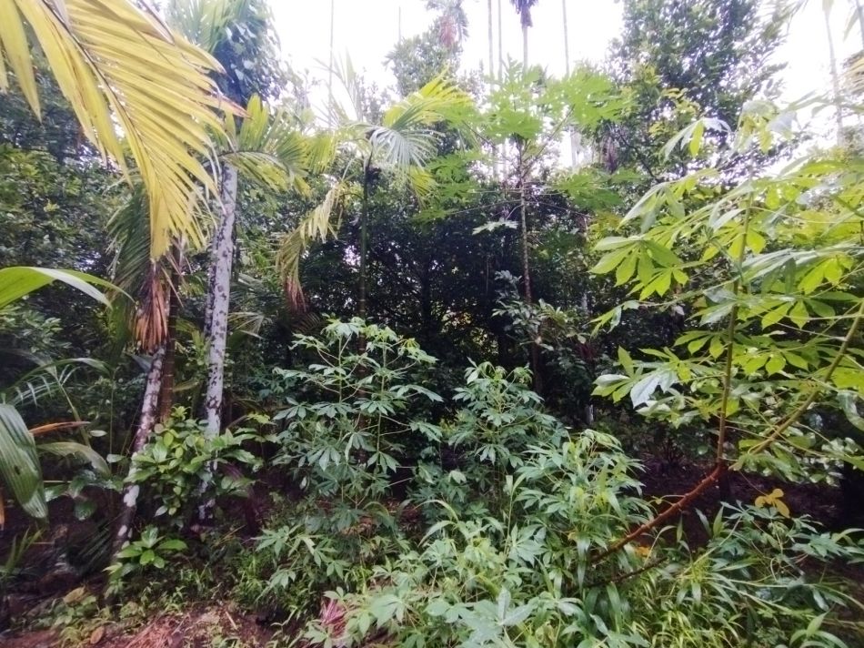 Agricultural Land For Sale