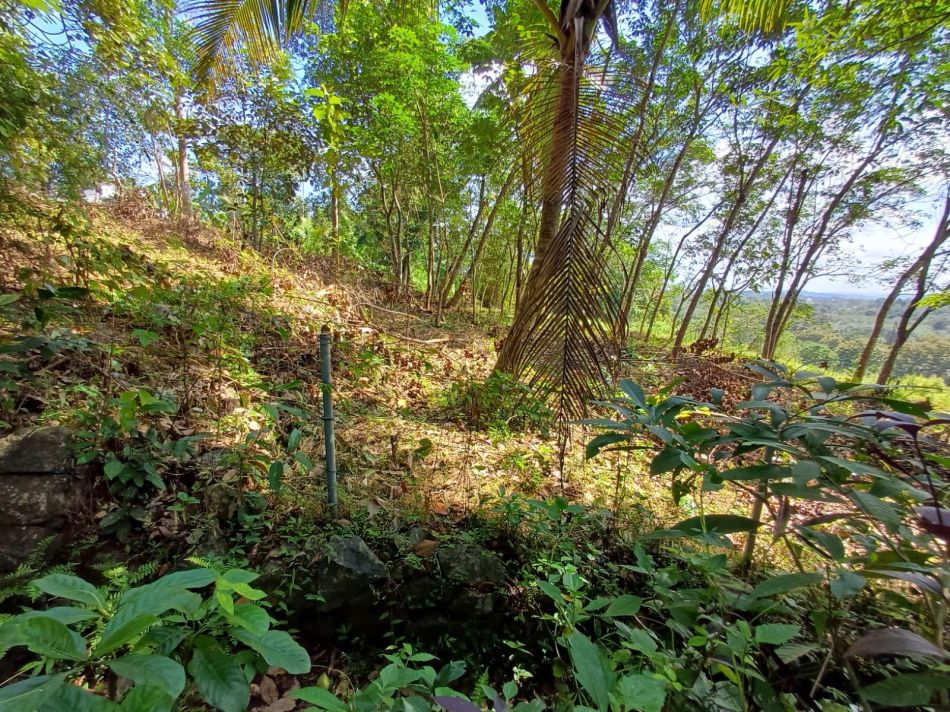 Agricultural Land For Sale