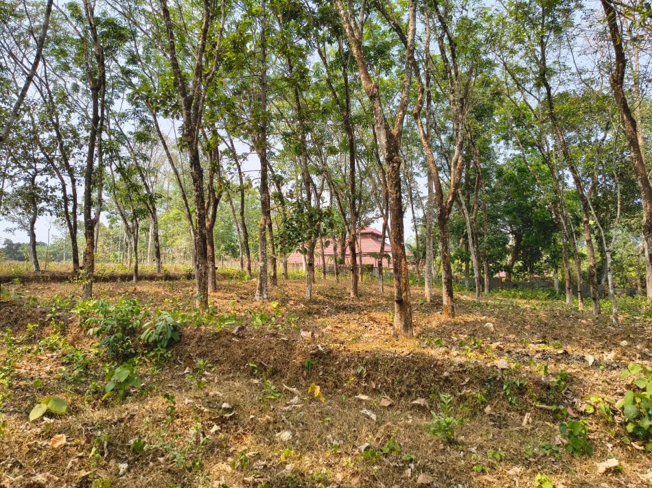 Agricultural Land For Sale