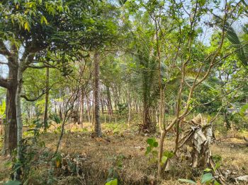 60 Cent Agricultural Land for Sale at Karukachal Budget - 300000 Cent