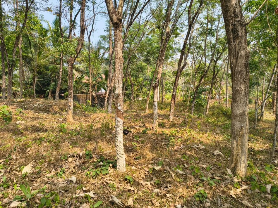 Agricultural Land For Sale