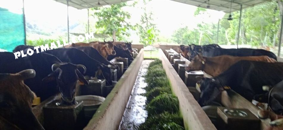 Agricultural Land For Sale