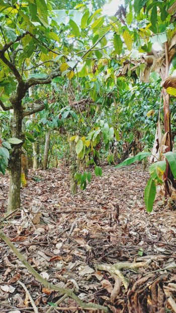 3 Acre Agricultural Land for Sale at Koliyadi Budget - 30000 Cent