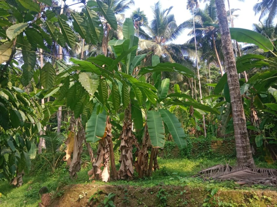 Agricultural Land For Sale