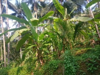 135 Cent Agricultural Land for Sale at Chaliyam Budget - 75000 Cent