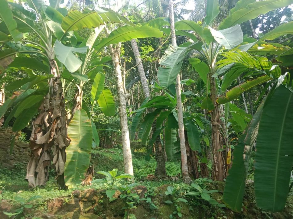 Agricultural Land For Sale