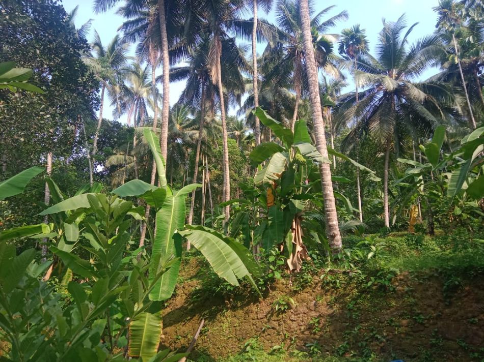 Agricultural Land For Sale