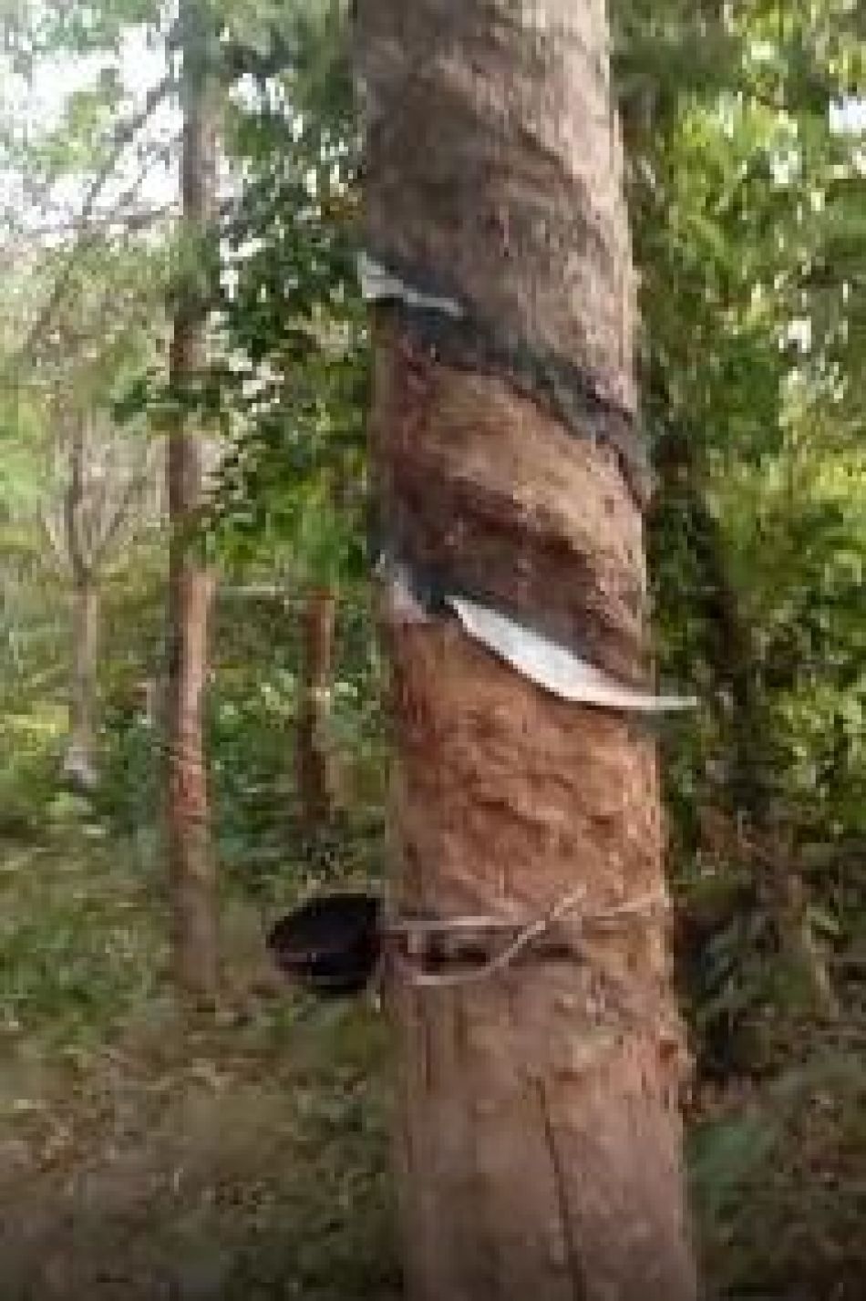 Agricultural Land For Sale