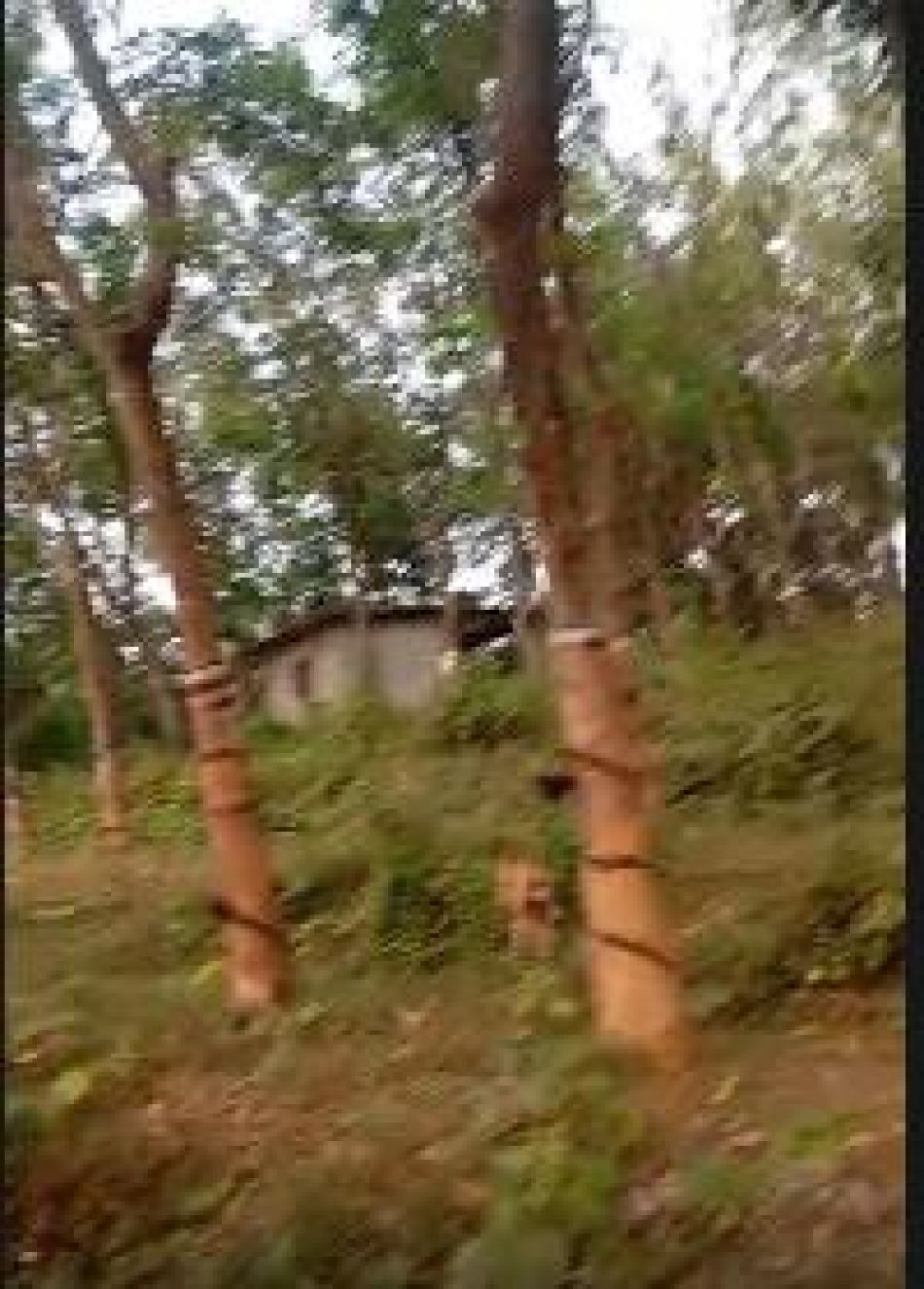 Agricultural Land For Sale