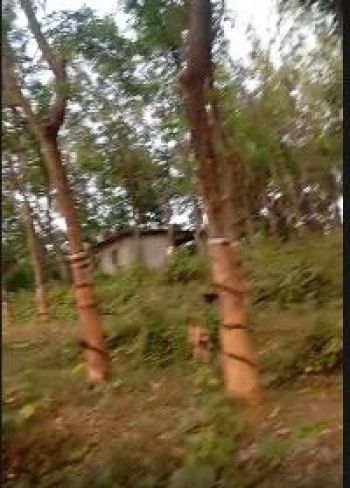 1.86 Acre Agricultural Land for Sale at Palakkad Budget - 52000 Cent