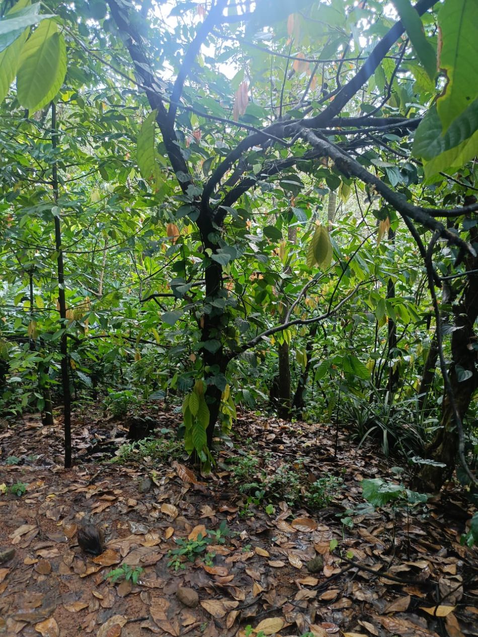 Agricultural Land For Sale