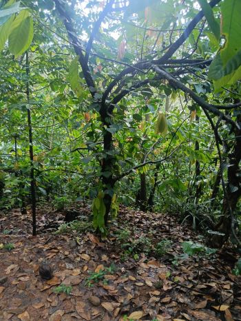 2.80 Acre Agricultural Land for Sale at  Budget - 29000 Cent