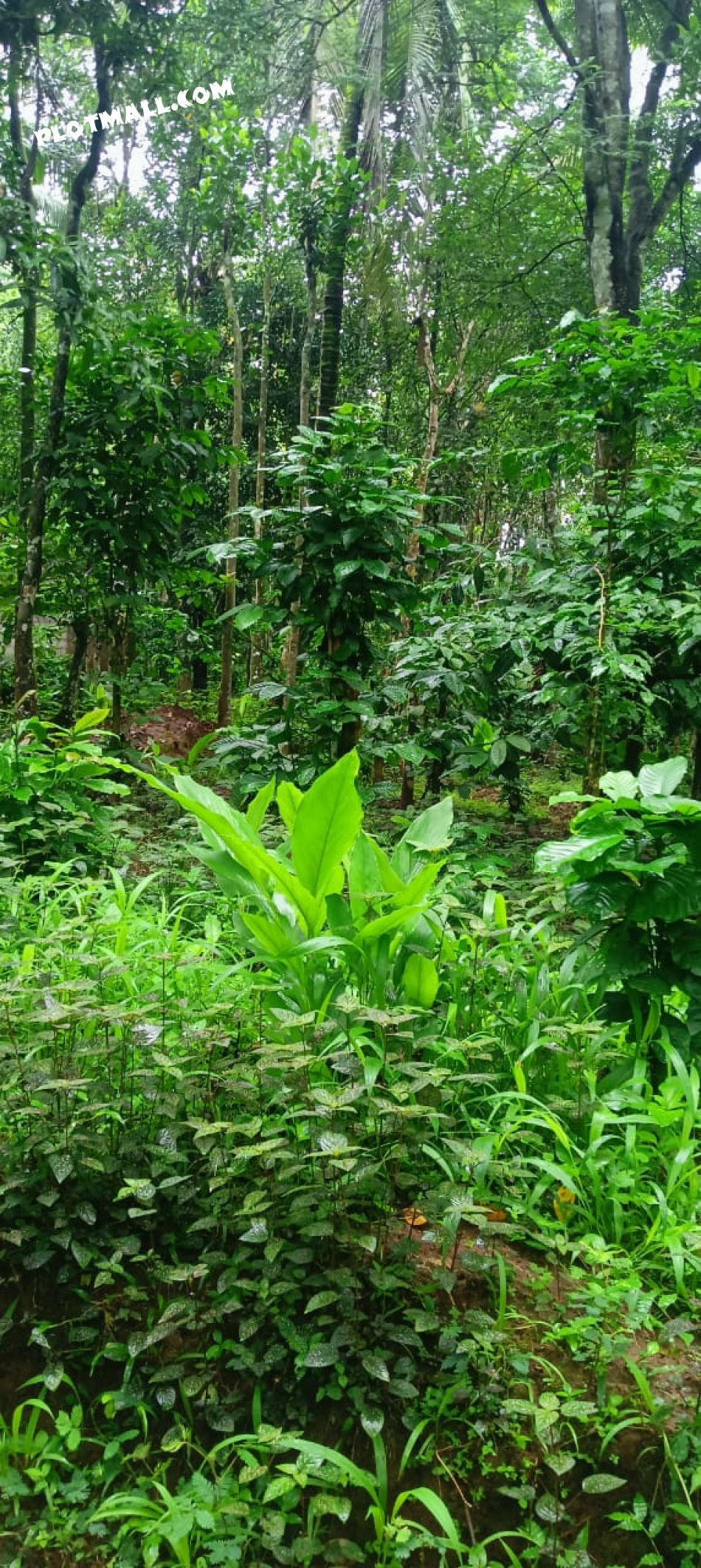 Agricultural Land For Sale