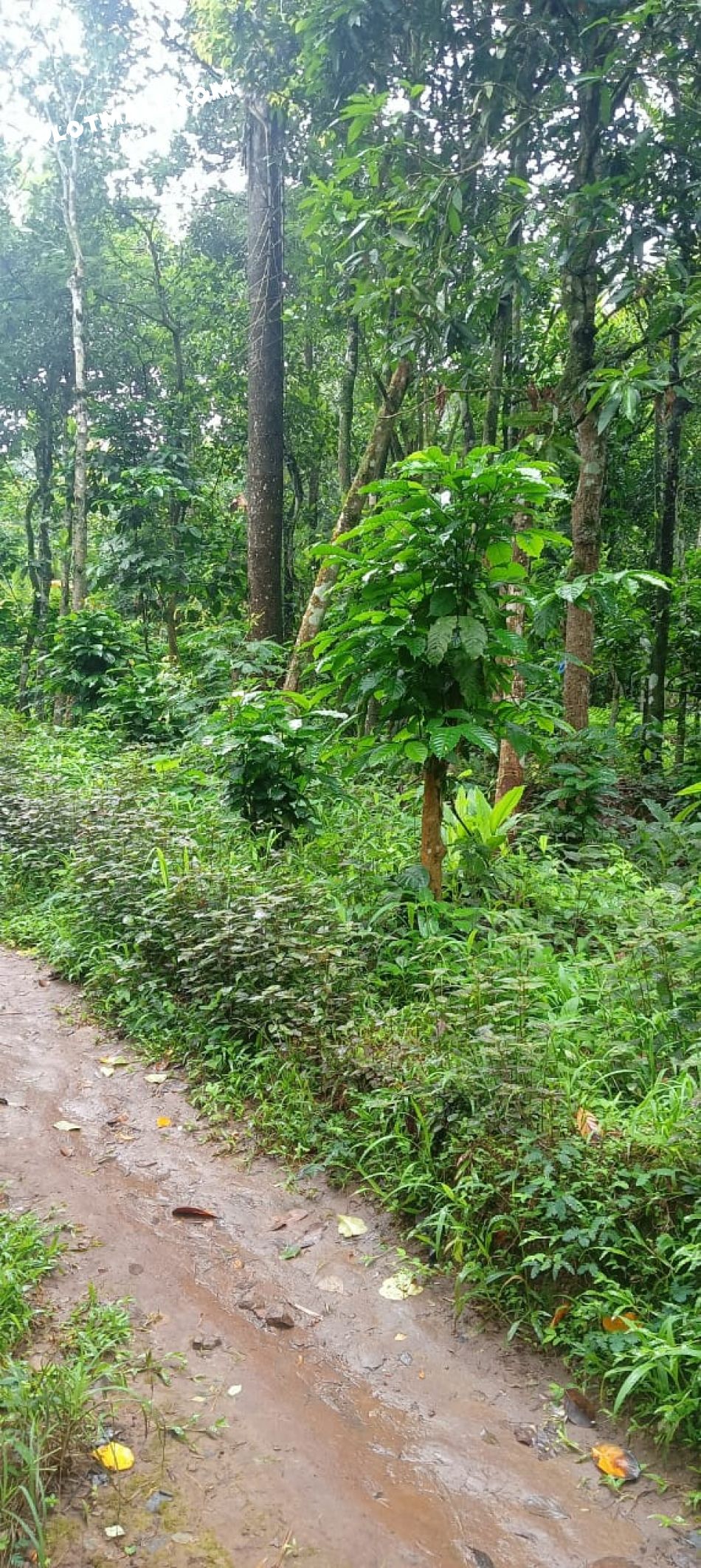 Agricultural Land For Sale