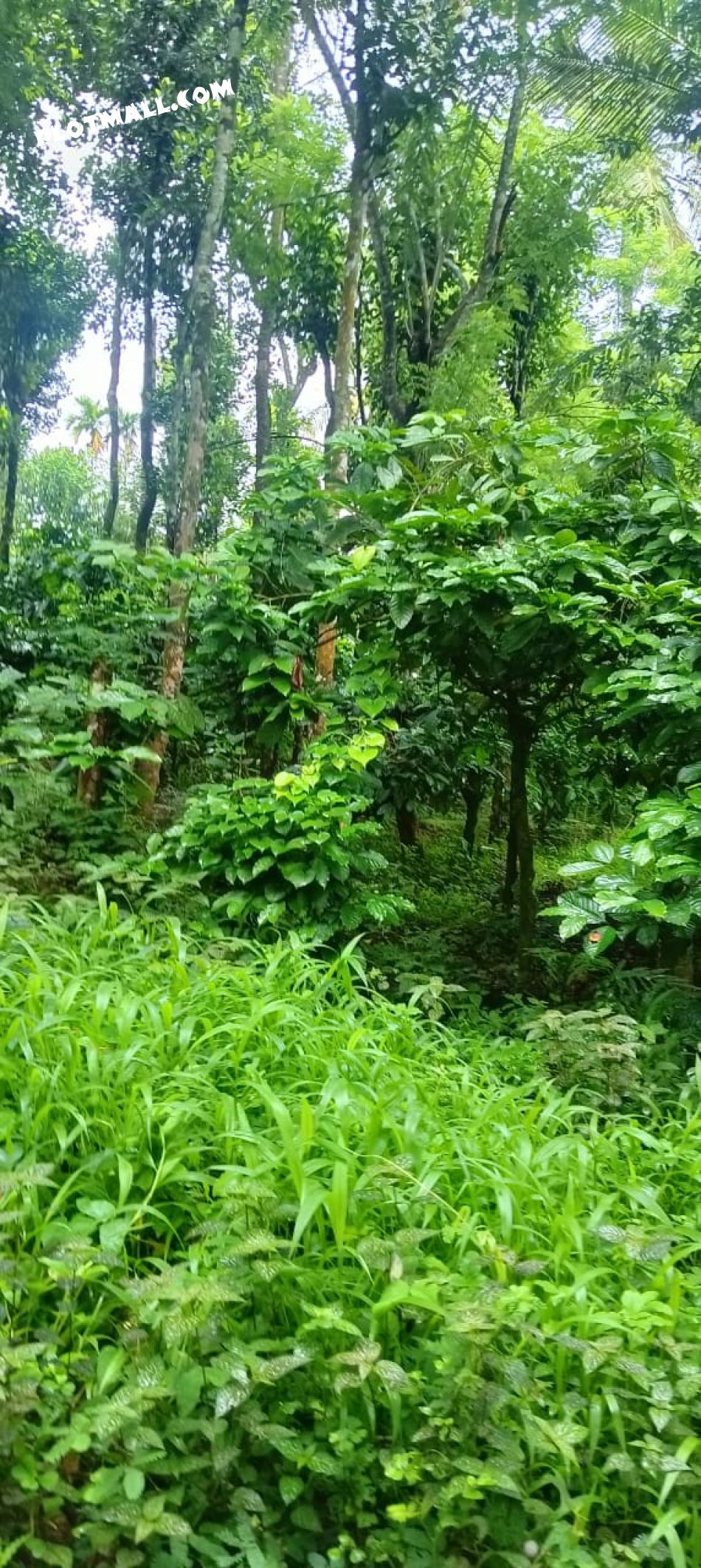 Agricultural Land For Sale