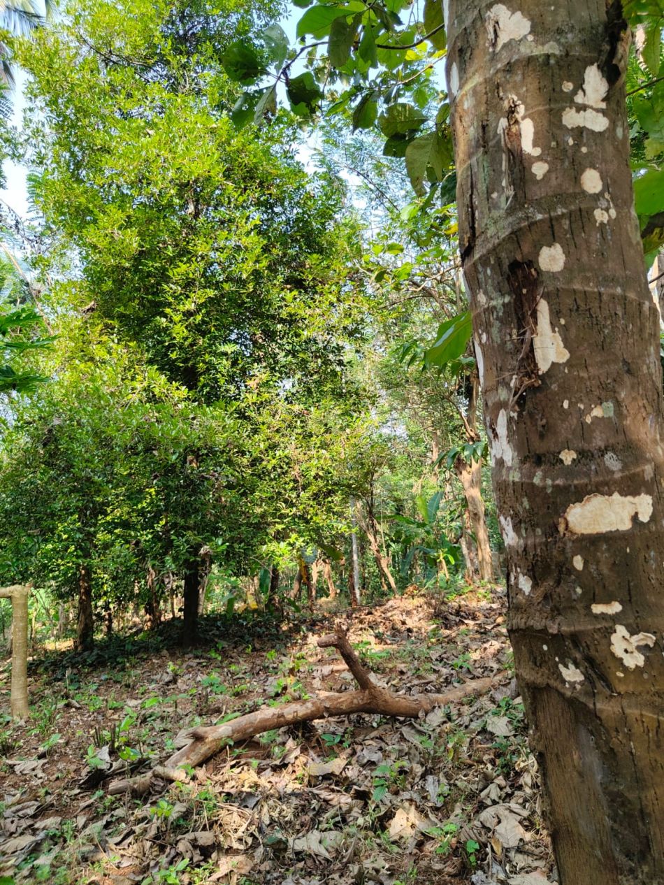 Agricultural Land For Sale