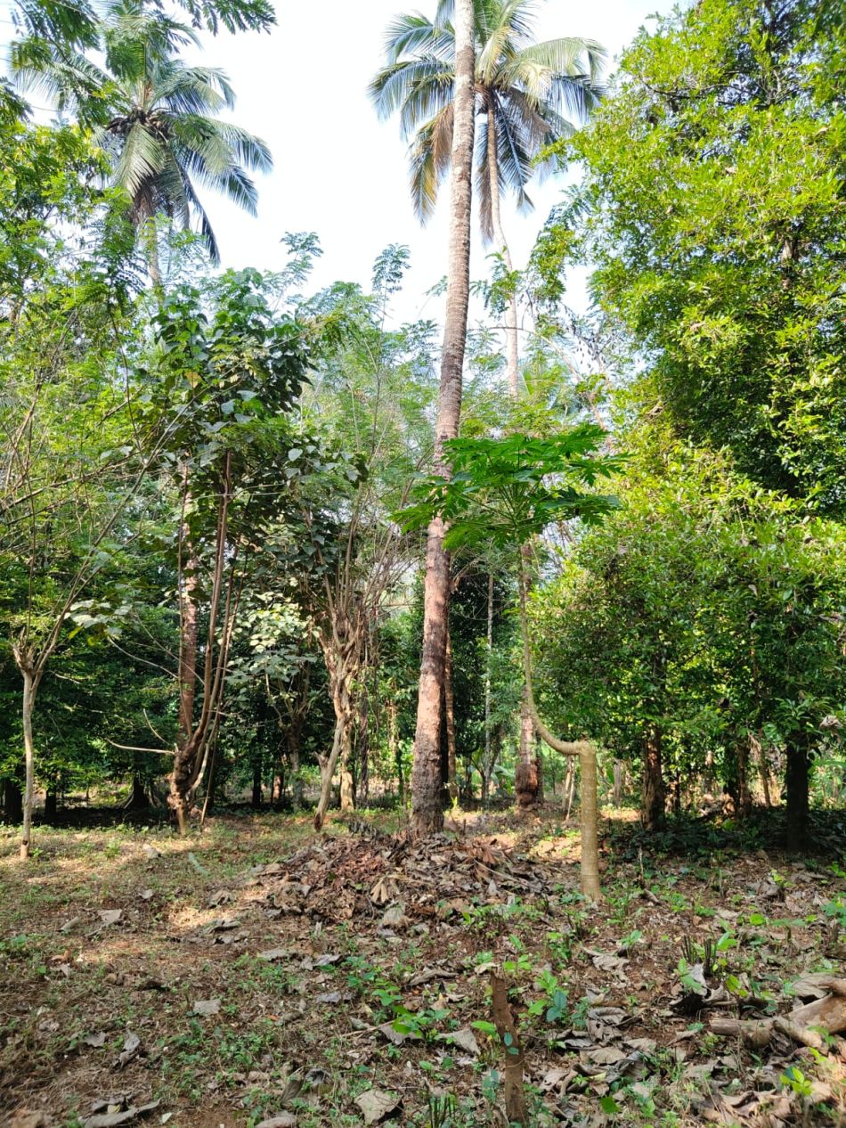 Agricultural Land For Sale