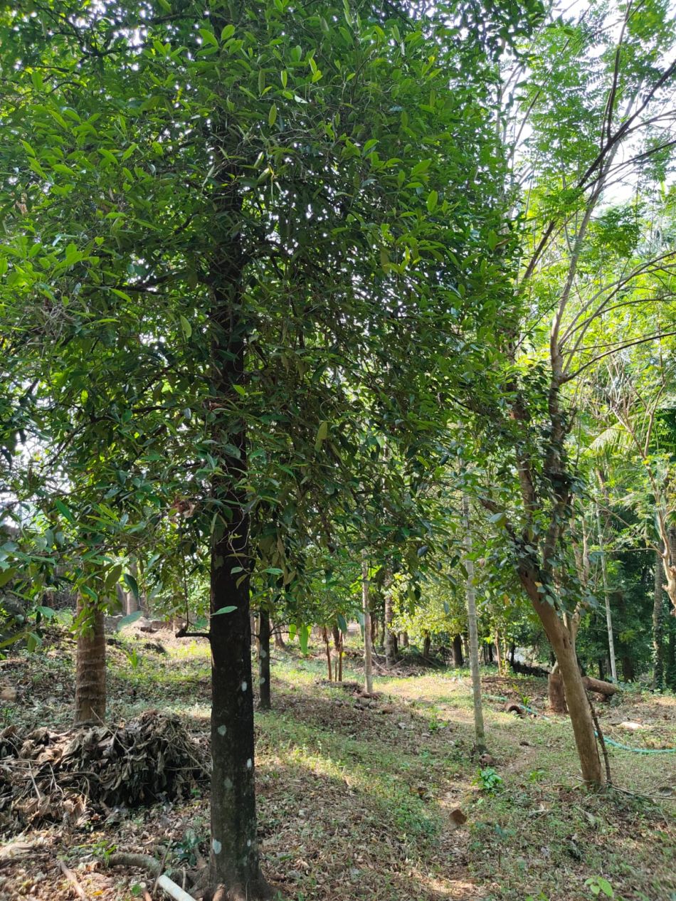 Agricultural Land For Sale