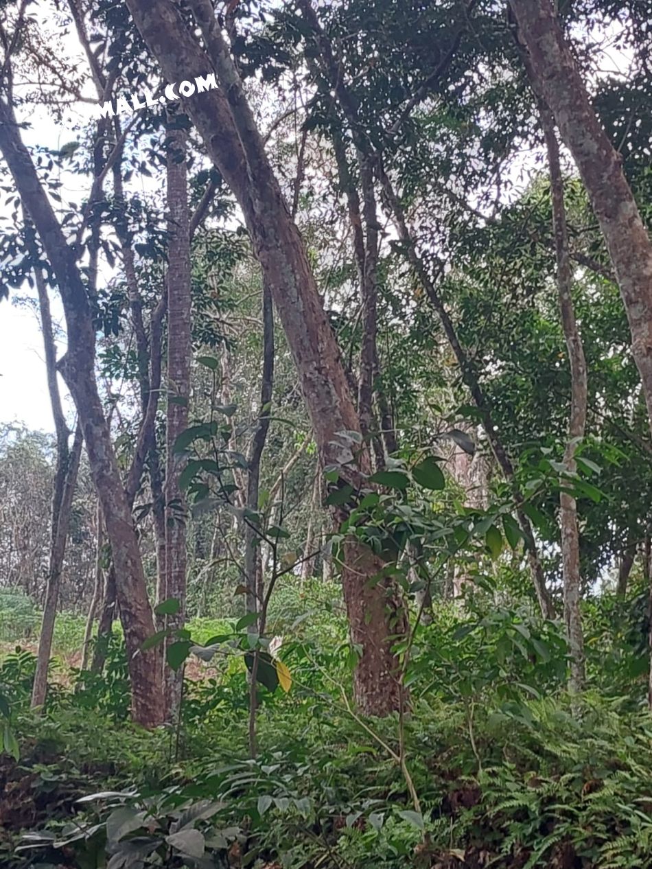 Agricultural Land For Sale