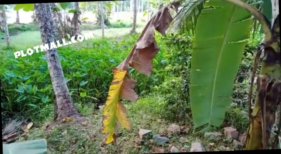 Agricultural Land For Sale