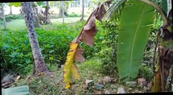 40 Cent Agricultural Land for Sale at Poonoor Budget - 1200000 Cent