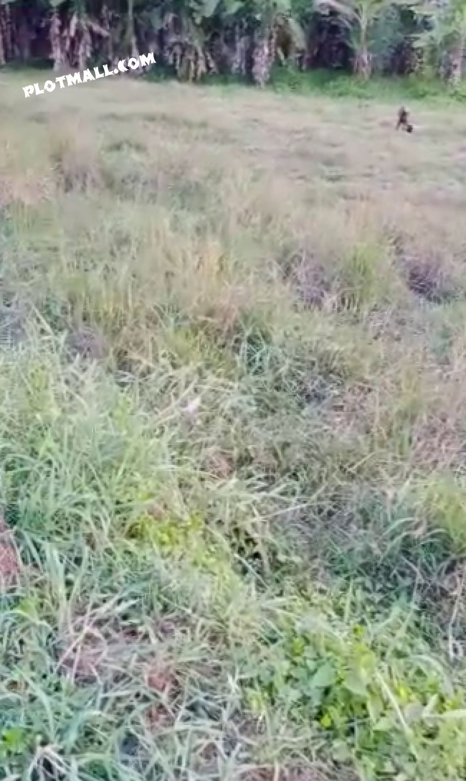 Agricultural Land For Sale