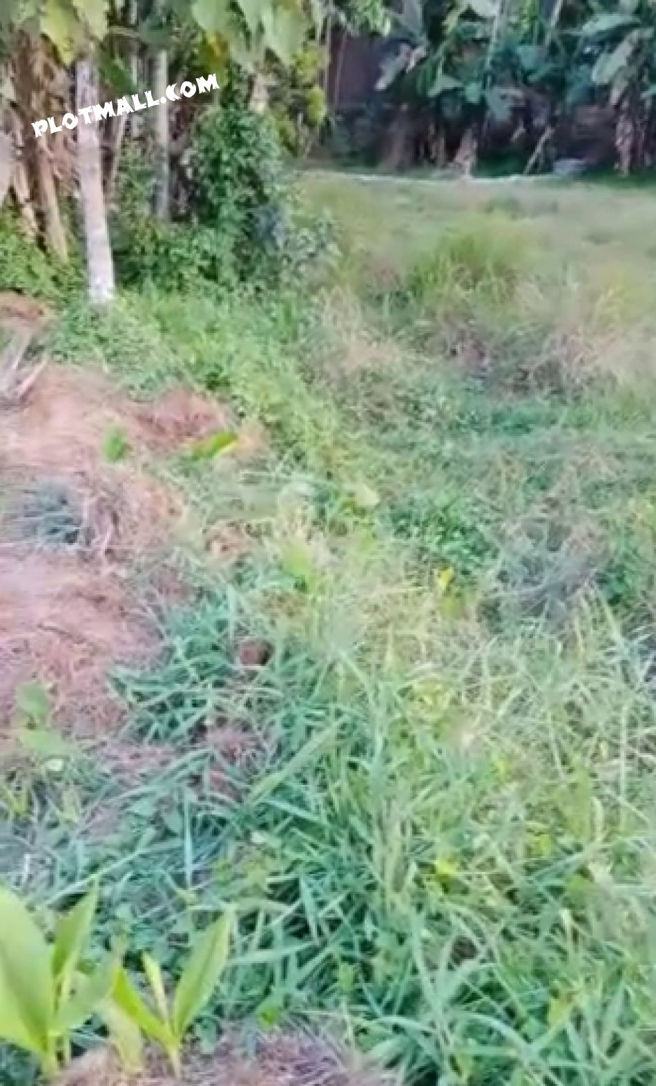 Agricultural Land For Sale