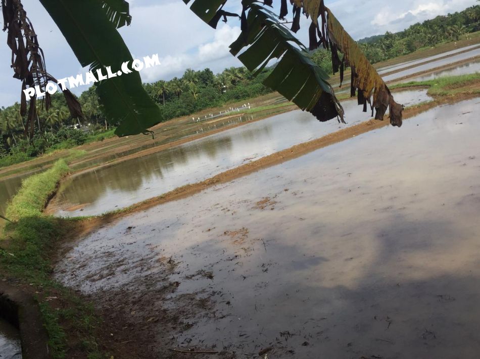 Agricultural Land For Sale