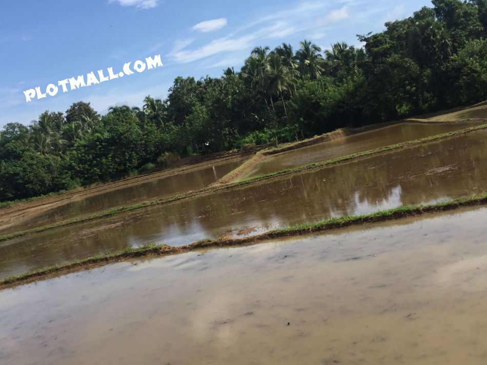 Agricultural Land For Sale