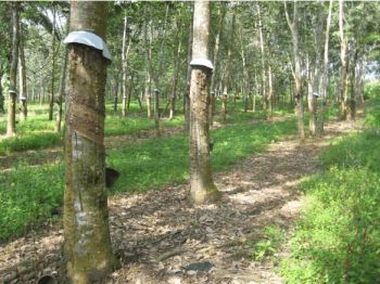 1.75 Acre Commercial Land for Sale at Lavanappadam Budget - 85000 Cent