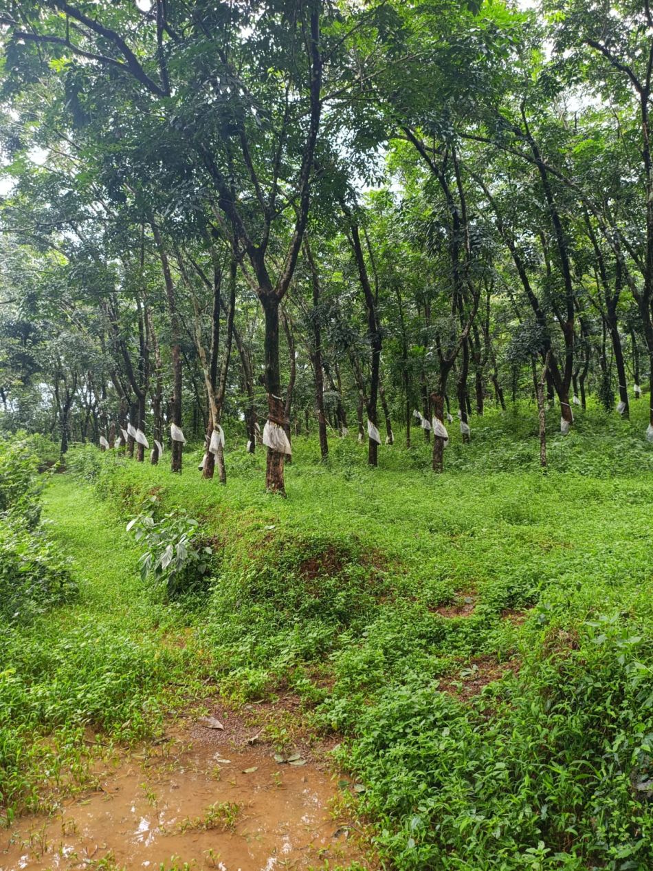 Commercial Land For Sale