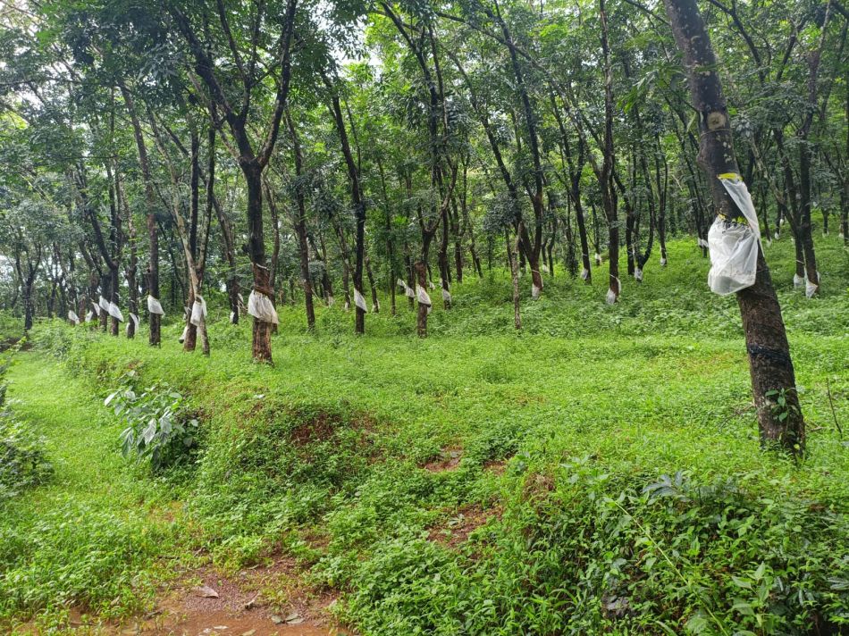 Commercial Land For Sale