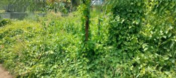 9 Cent Commercial Land for Sale at Thrissur Budget - 4100000 Cent