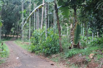 140 Cent Farm House for Sale at Vellad Budget - 18000000 Total