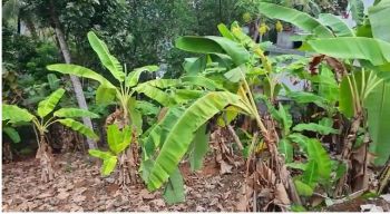 20 Cent Residential Land for Sale at Trivandrum Budget - 400000 Cent