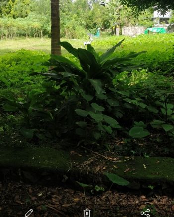 11.5 Cent Residential Land for Sale at Aluva Budget - 325000 Cent