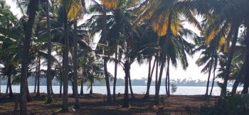 72 Cent Residential Land for Sale at Arattupuzha Budget - 90000 Cent