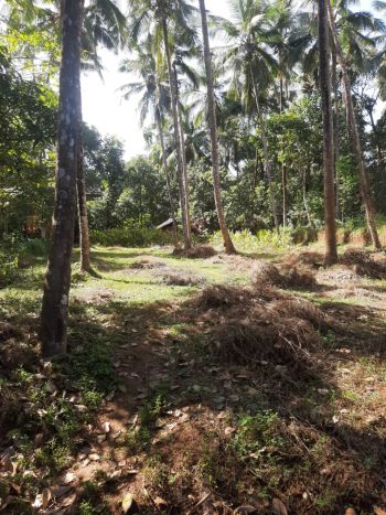 21 Cent Residential Land for Sale at Chalode Budget - 350000 Cent