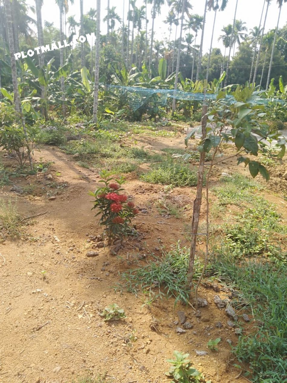 Agricultural Land For Sale