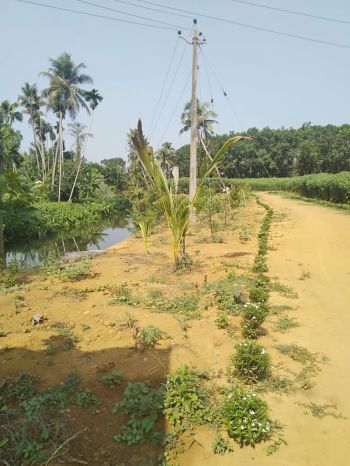 6 Acre Agricultural Land for Sale at Kothamangalam Budget - 5500000 Acre