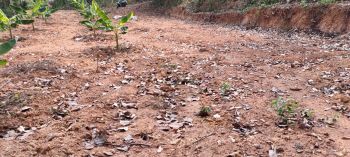 27 Cent Residential Land for Sale at Kottayam Budget - 1.2 Cent