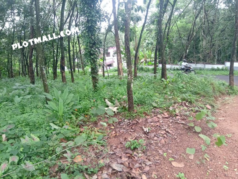 This 35 CENT Residential Plot Is Located On The Roadside Of Paruthumoodu -Kulathoormoozhy Rd Which Is Good For House Construction. This Plot Is Only 100m Away From The Bus Stand And Only 6.8km From Nedumkunnam Junction Via Karukachal  Mulayamveli Rd. Only 8.5km From Karukachal Bus Stand Via Karukachal Manimala Road.  NEAR ASIAN FOOD PRODUCTS.
SELLING PRICE PER CENT -1.30L Negotiable
FOR MORE DETAIL- WHATSAPP 9651961983 (OWNER)
GPS COORDINATES- 9°29'02.0