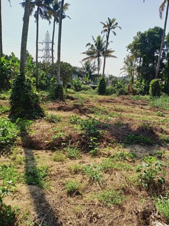 90 Cent Residential Land for Sale at Nedumbassery Budget - 500000 Cent