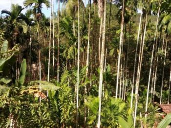 1.12 Acre Residential Land for Sale at Neerchal Budget - 50000 Cent