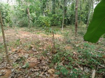 1.15 Acre Residential Land for Sale at Palackattumala Budget - 100000 Cent