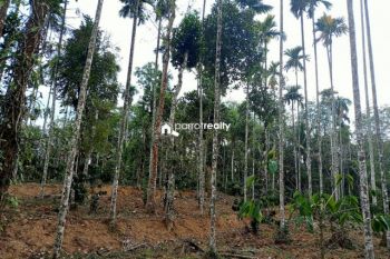 45 Cent Residential Land for Sale at Panamaram Budget - 2925000 Total