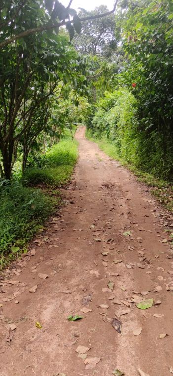 2.5 Acre Residential Land for Sale at Panikkankudy Budget - 25000 Cent