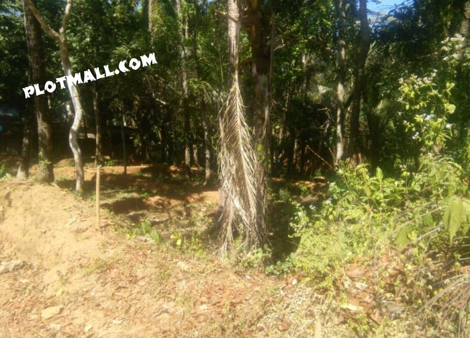 15.5 Cent Residential Land for Sale at Pinarayi Budget - 150000 Cent